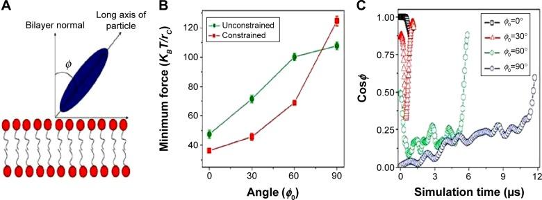 https://cdn.ncbi.nlm.nih.gov/pmc/blobs/6b34/4370919/a0238fded514/ijn-10-2191Fig6.jpg