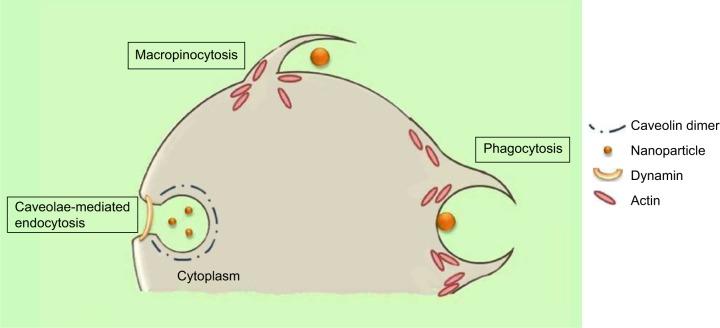 https://cdn.ncbi.nlm.nih.gov/pmc/blobs/6b34/4370919/c2b78ddd4959/ijn-10-2191Fig4.jpg