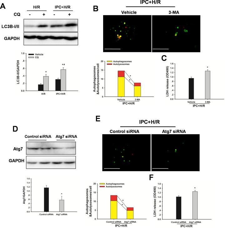 https://cdn.ncbi.nlm.nih.gov/pmc/blobs/6b37/5346646/76611530e78a/oncotarget-07-78372-g005.jpg
