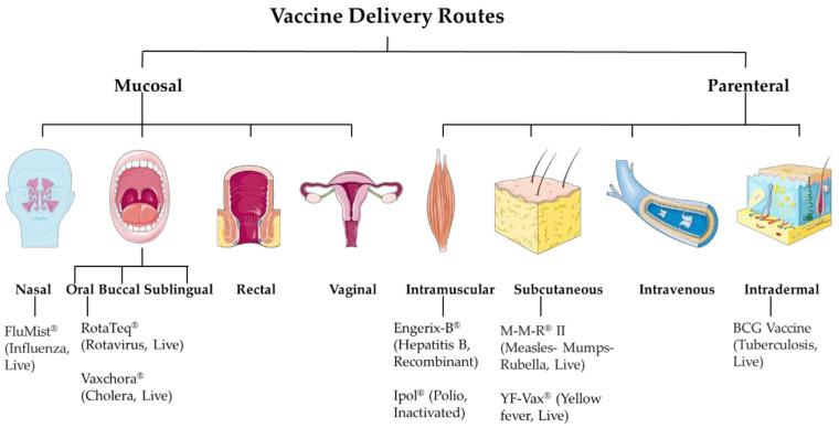 https://cdn.ncbi.nlm.nih.gov/pmc/blobs/6b38/11843882/4edb4b27a6c5/medicines-12-00004-g001.jpg
