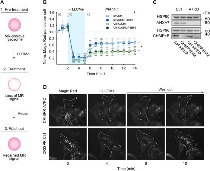 https://cdn.ncbi.nlm.nih.gov/pmc/blobs/6b3c/10860759/ffad43e4ba17/fcell-11-1211498-g004.jpg