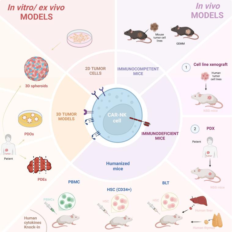 https://cdn.ncbi.nlm.nih.gov/pmc/blobs/6b3e/12162902/54949745e38c/fimmu-16-1603757-g002.jpg