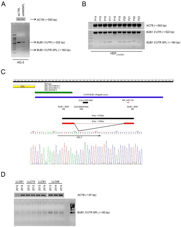 https://cdn.ncbi.nlm.nih.gov/pmc/blobs/6b3e/6520824/3337338fbdda/cancers-11-00575-g005.jpg