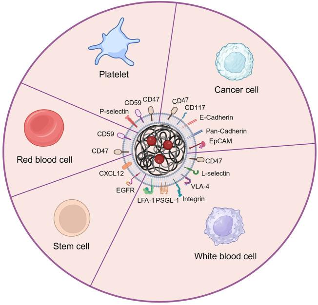 https://cdn.ncbi.nlm.nih.gov/pmc/blobs/6b3f/11059051/3d563f0f9ebe/fphar-15-1376955-g005.jpg