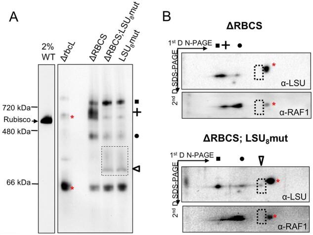 https://cdn.ncbi.nlm.nih.gov/pmc/blobs/6b3f/8254502/10043e800324/koab061f10.jpg