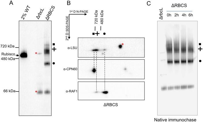 https://cdn.ncbi.nlm.nih.gov/pmc/blobs/6b3f/8254502/38fa934b049b/koab061f5.jpg