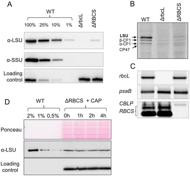 https://cdn.ncbi.nlm.nih.gov/pmc/blobs/6b3f/8254502/6d51d261e817/koab061f1.jpg