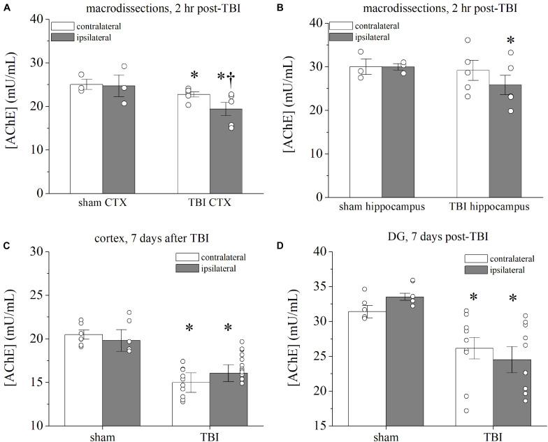 https://cdn.ncbi.nlm.nih.gov/pmc/blobs/6b46/8416999/568682f40a77/fnins-15-681144-g006.jpg