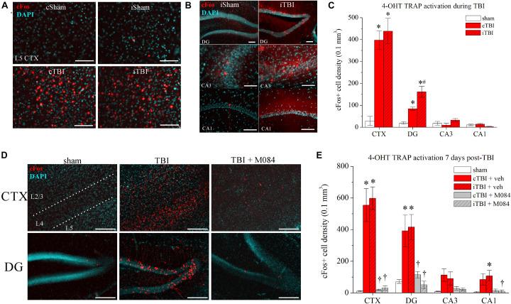 https://cdn.ncbi.nlm.nih.gov/pmc/blobs/6b46/8416999/7c57c350d6ec/fnins-15-681144-g003.jpg