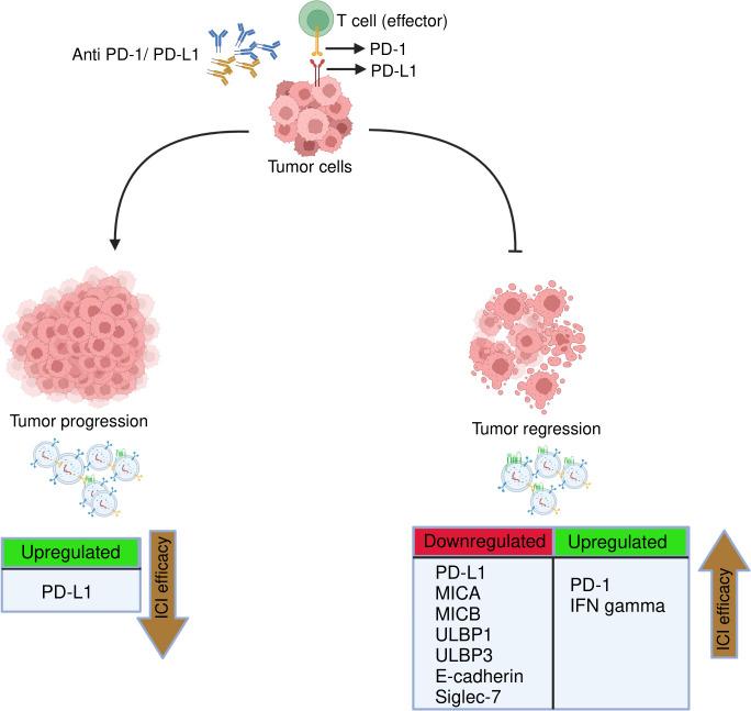 https://cdn.ncbi.nlm.nih.gov/pmc/blobs/6b4a/9890181/91c24565b20c/fimmu-13-1097117-g010.jpg