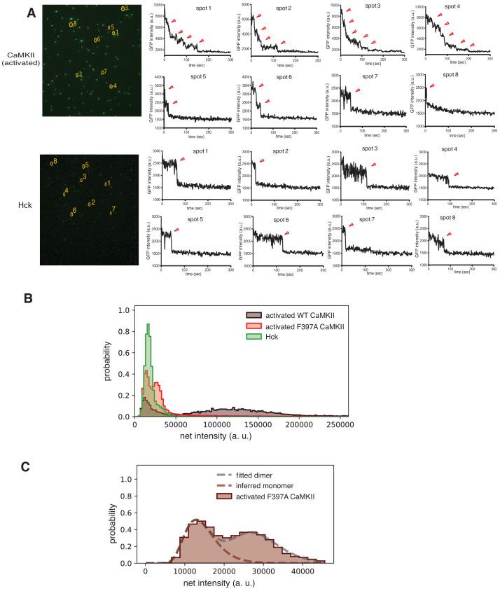 https://cdn.ncbi.nlm.nih.gov/pmc/blobs/6b4b/7538161/14169840b9e5/elife-57784-fig8-figsupp1.jpg