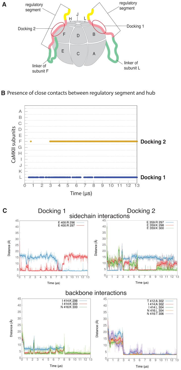 https://cdn.ncbi.nlm.nih.gov/pmc/blobs/6b4b/7538161/3e3ecaf17cc7/elife-57784-fig5-figsupp1.jpg