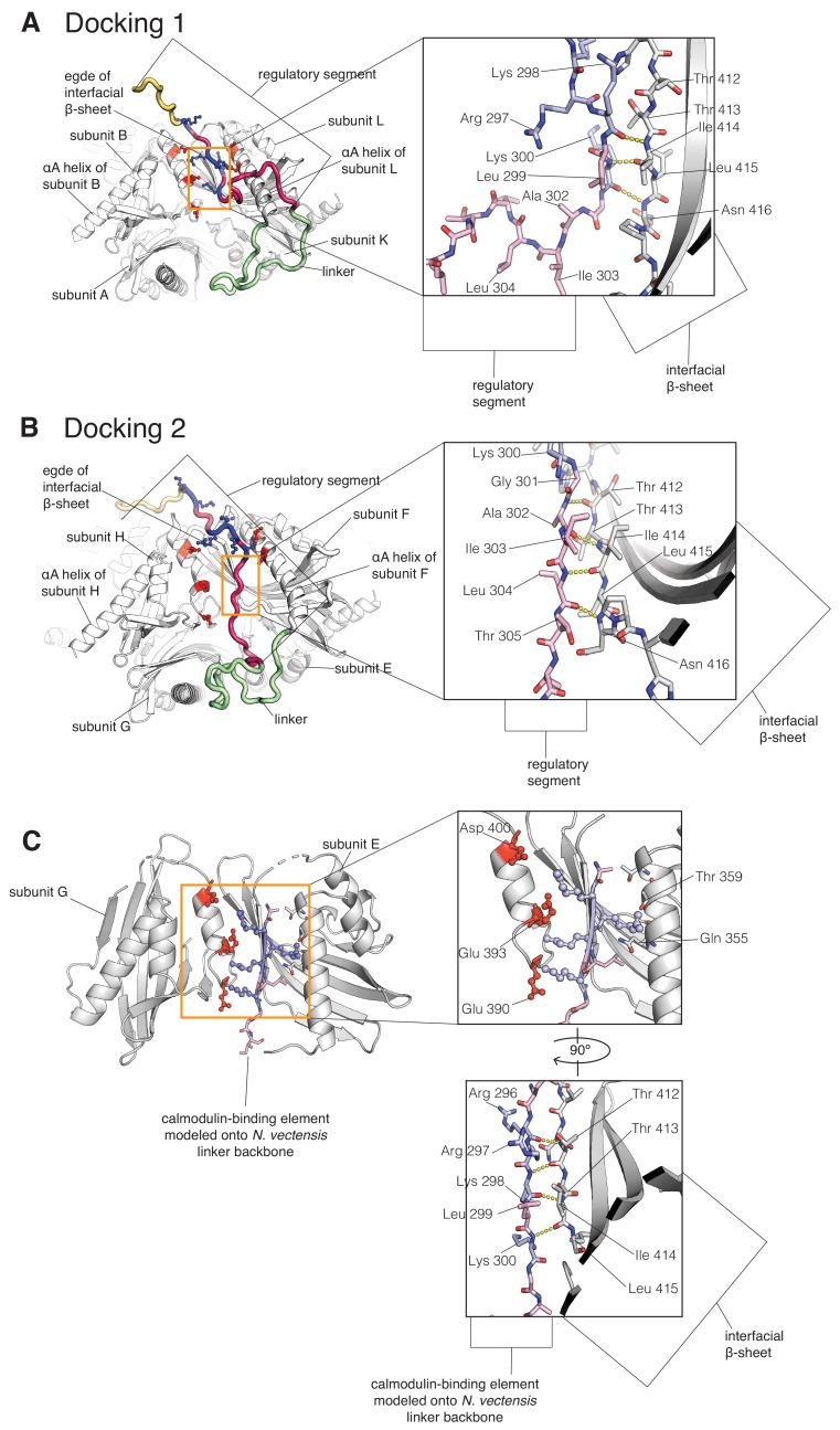 https://cdn.ncbi.nlm.nih.gov/pmc/blobs/6b4b/7538161/63c4678aa790/elife-57784-fig5-figsupp2.jpg
