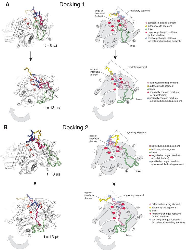 https://cdn.ncbi.nlm.nih.gov/pmc/blobs/6b4b/7538161/8b3ee36f4bad/elife-57784-fig5.jpg