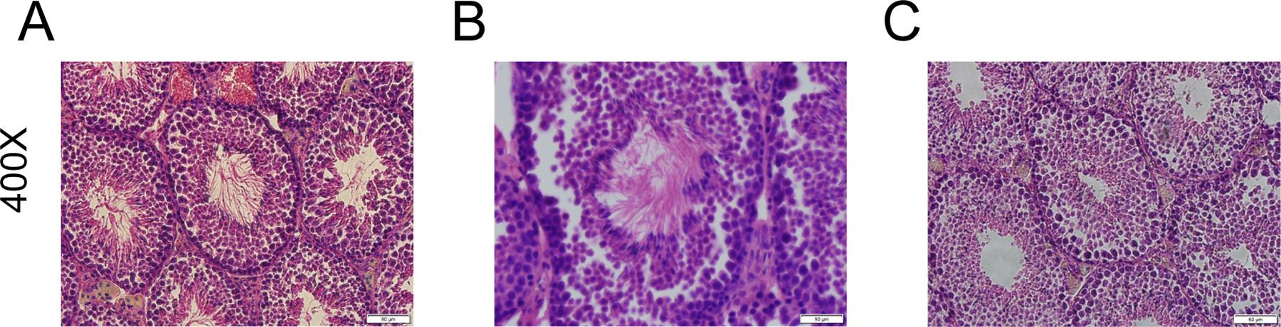 https://cdn.ncbi.nlm.nih.gov/pmc/blobs/6b4c/9422088/f226d260c254/nihms-1671259-f0002.jpg