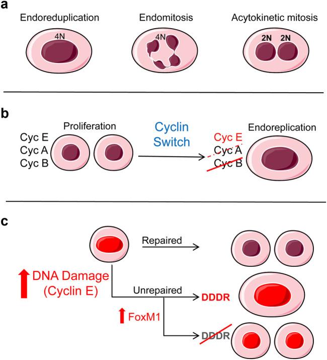 https://cdn.ncbi.nlm.nih.gov/pmc/blobs/6b4e/5864232/06caf42fc9ec/41418_2017_40_Fig1_HTML.jpg