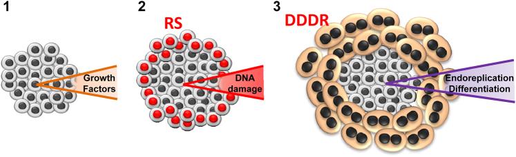 https://cdn.ncbi.nlm.nih.gov/pmc/blobs/6b4e/5864232/96f28117b0b4/41418_2017_40_Fig2_HTML.jpg