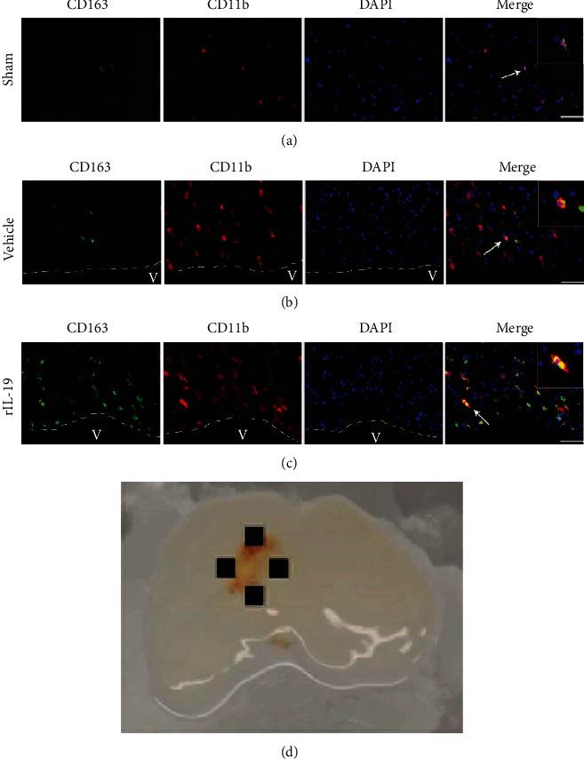https://cdn.ncbi.nlm.nih.gov/pmc/blobs/6b4f/7837781/6fbfe2da0aef/OMCL2021-5913424.007.jpg