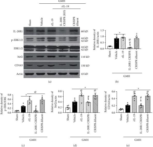 https://cdn.ncbi.nlm.nih.gov/pmc/blobs/6b4f/7837781/8dde1c1722e2/OMCL2021-5913424.009.jpg