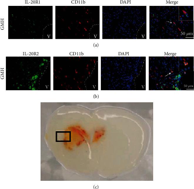 https://cdn.ncbi.nlm.nih.gov/pmc/blobs/6b4f/7837781/ab5ba35c02bf/OMCL2021-5913424.003.jpg