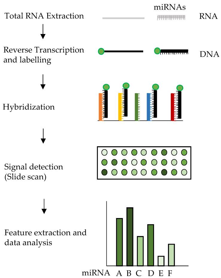 https://cdn.ncbi.nlm.nih.gov/pmc/blobs/6b51/7865473/eb56eda77c66/ijms-22-01176-g005.jpg