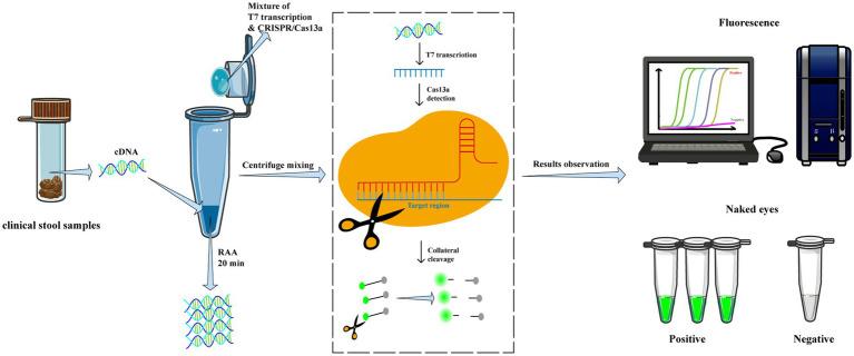 https://cdn.ncbi.nlm.nih.gov/pmc/blobs/6b55/10881755/0f04ffb9fcce/fmicb-15-1334387-g001.jpg
