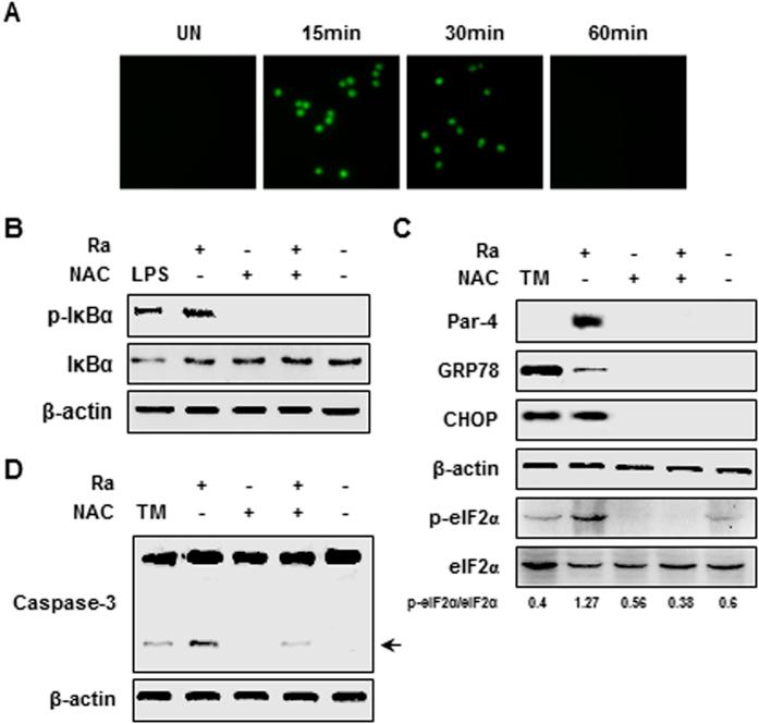 https://cdn.ncbi.nlm.nih.gov/pmc/blobs/6b55/4995434/dea95574ace7/srep32079-f5.jpg