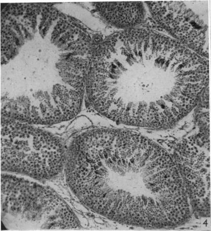 https://cdn.ncbi.nlm.nih.gov/pmc/blobs/6b59/1244890/82a694e2bc5c/janat00451-0159-a.jpg