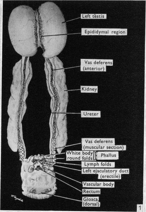 https://cdn.ncbi.nlm.nih.gov/pmc/blobs/6b59/1244890/a6b2bcc23e19/janat00451-0158-a.jpg