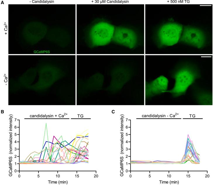 https://cdn.ncbi.nlm.nih.gov/pmc/blobs/6b59/8755444/1da1d40acb1a/gr3.jpg