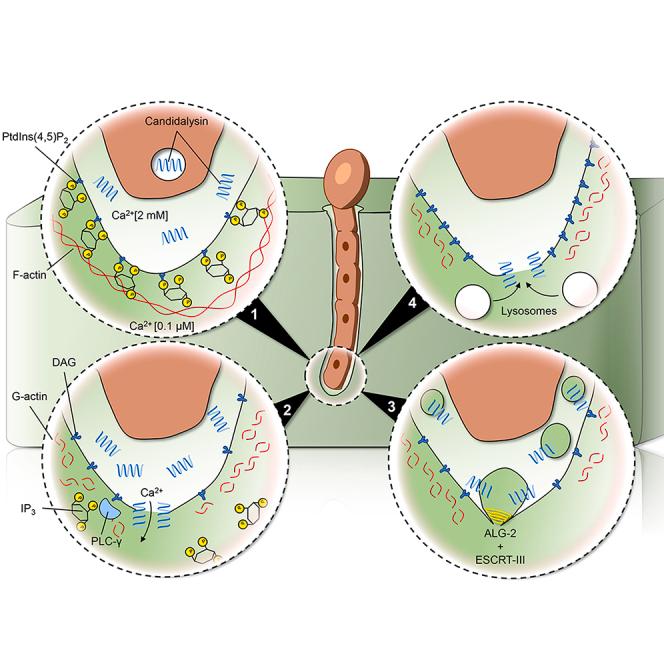 https://cdn.ncbi.nlm.nih.gov/pmc/blobs/6b59/8755444/85c735bf41d4/fx1.jpg