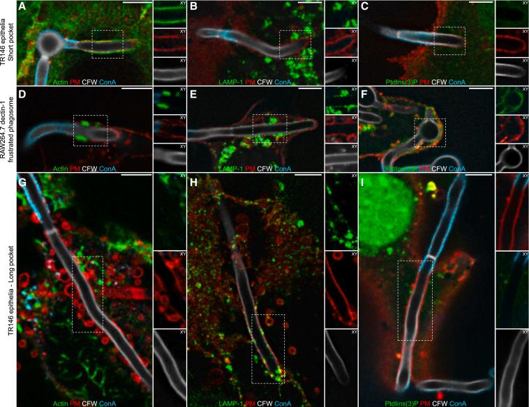 https://cdn.ncbi.nlm.nih.gov/pmc/blobs/6b59/8755444/cca39598bf46/gr1.jpg