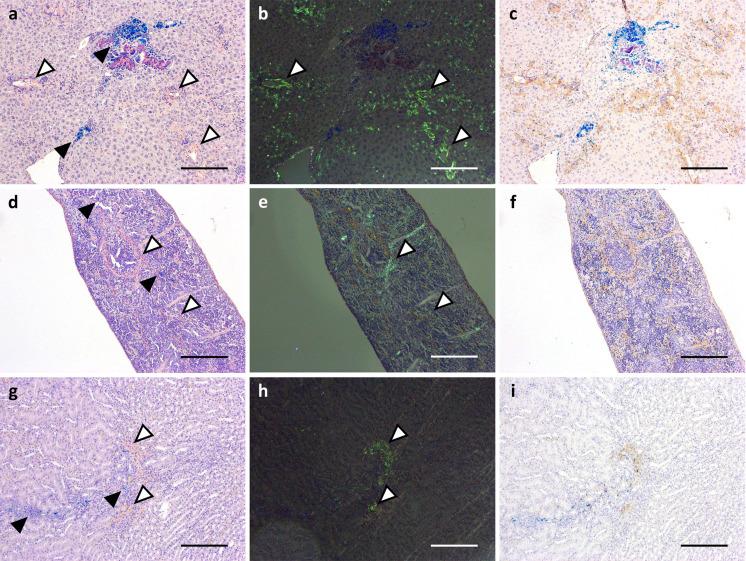 https://cdn.ncbi.nlm.nih.gov/pmc/blobs/6b60/10202707/1216dcf1e590/expanim-72-218-g004.jpg