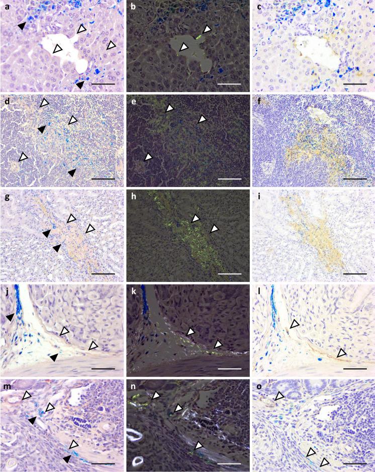 https://cdn.ncbi.nlm.nih.gov/pmc/blobs/6b60/10202707/750928d6e837/expanim-72-218-g003.jpg