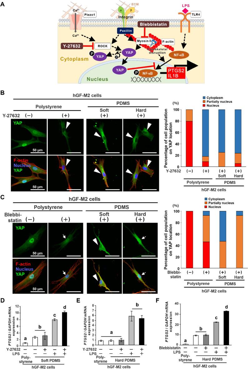 https://cdn.ncbi.nlm.nih.gov/pmc/blobs/6b62/9873657/28f205adf135/41598_2023_28541_Fig5_HTML.jpg