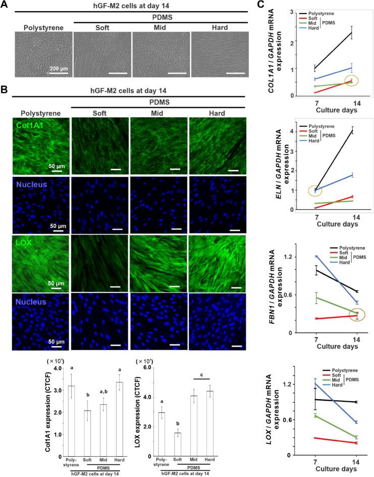 https://cdn.ncbi.nlm.nih.gov/pmc/blobs/6b62/9873657/c36cee410343/41598_2023_28541_Fig3_HTML.jpg