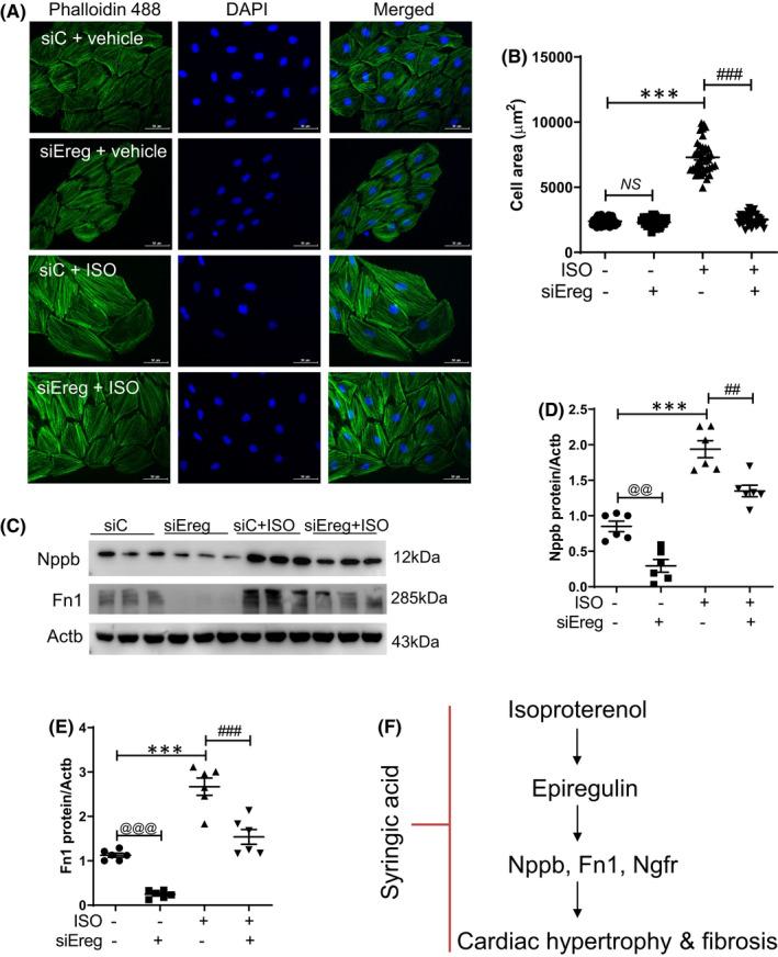 https://cdn.ncbi.nlm.nih.gov/pmc/blobs/6b63/9279583/97669d273e5b/JCMM-26-4076-g006.jpg