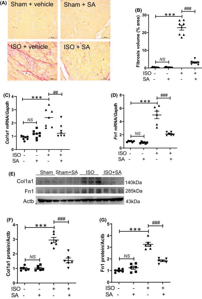 https://cdn.ncbi.nlm.nih.gov/pmc/blobs/6b63/9279583/e306a3b037d3/JCMM-26-4076-g005.jpg