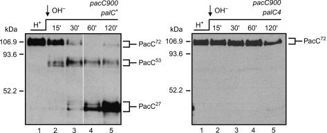 https://cdn.ncbi.nlm.nih.gov/pmc/blobs/6b6b/2171039/6d6c1895b161/tra0008-1346-f1.jpg