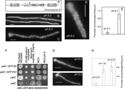 https://cdn.ncbi.nlm.nih.gov/pmc/blobs/6b6b/2171039/9bb66c30ad4d/tra0008-1346-f6.jpg
