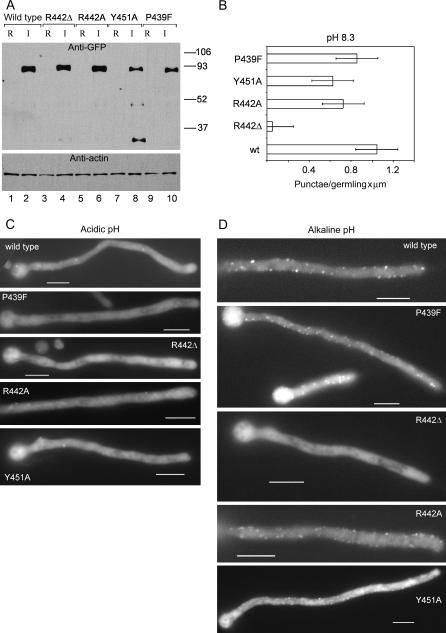 https://cdn.ncbi.nlm.nih.gov/pmc/blobs/6b6b/2171039/e1d5a600284b/tra0008-1346-f7.jpg