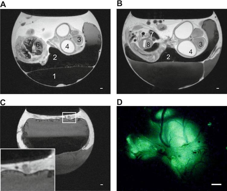 https://cdn.ncbi.nlm.nih.gov/pmc/blobs/6b6b/6236852/84ea36abdbf6/10.1177_1536012118809585-fig1.jpg