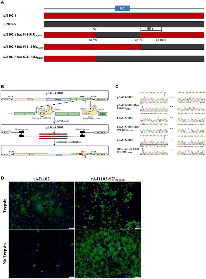 https://cdn.ncbi.nlm.nih.gov/pmc/blobs/6b6e/10080105/20dc1c656e8a/fimmu-14-1165606-g003.jpg