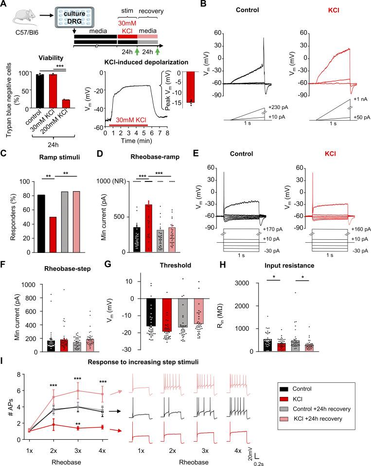 https://cdn.ncbi.nlm.nih.gov/pmc/blobs/6b6f/11651306/60d5fe1f08ca/jgp_202313488_fig1.jpg
