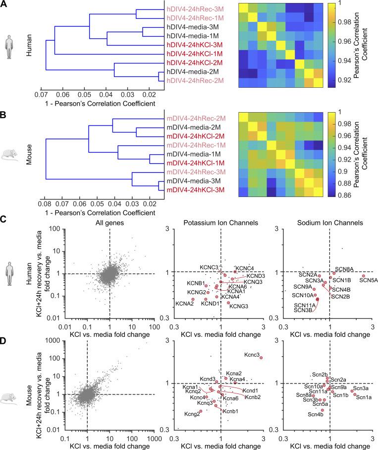 https://cdn.ncbi.nlm.nih.gov/pmc/blobs/6b6f/11651306/6eb34fbf57b5/jgp_202313488_figs4.jpg