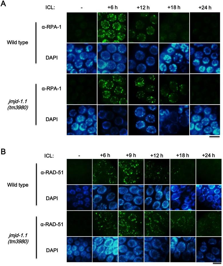 https://cdn.ncbi.nlm.nih.gov/pmc/blobs/6b75/4390335/9b112f1b2165/pone.0123865.g004.jpg