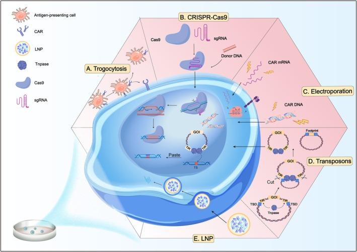 https://cdn.ncbi.nlm.nih.gov/pmc/blobs/6b76/11969250/c3c0f690978e/CPR-58-e13791-g001.jpg