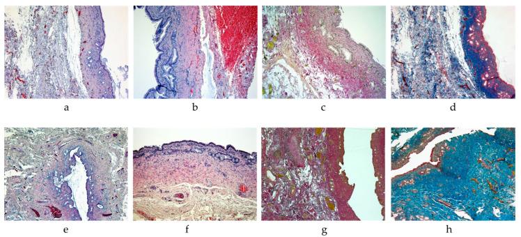 https://cdn.ncbi.nlm.nih.gov/pmc/blobs/6b79/11720677/7034ab537d81/ijms-26-00222-g002.jpg