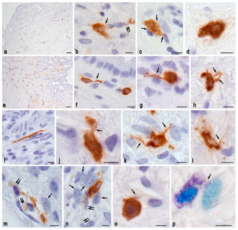 https://cdn.ncbi.nlm.nih.gov/pmc/blobs/6b79/11720677/f401a908759f/ijms-26-00222-g005.jpg