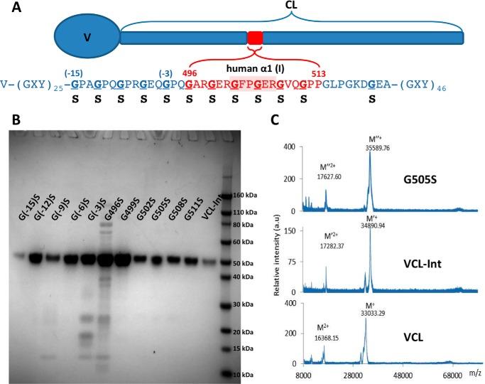 https://cdn.ncbi.nlm.nih.gov/pmc/blobs/6b7a/5009287/096b0822631a/zbc0391651400001.jpg